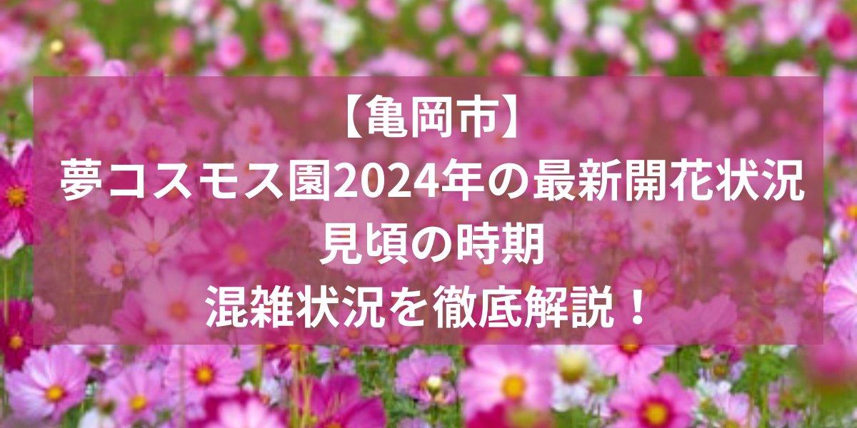 【亀岡市】夢コスモス園2024年の最新開花状況や見頃の時期と混雑状況を徹底解説！